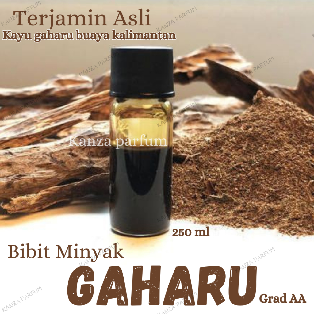 Bibit minyak gaharu asli kalimantan super king tanpa campuran