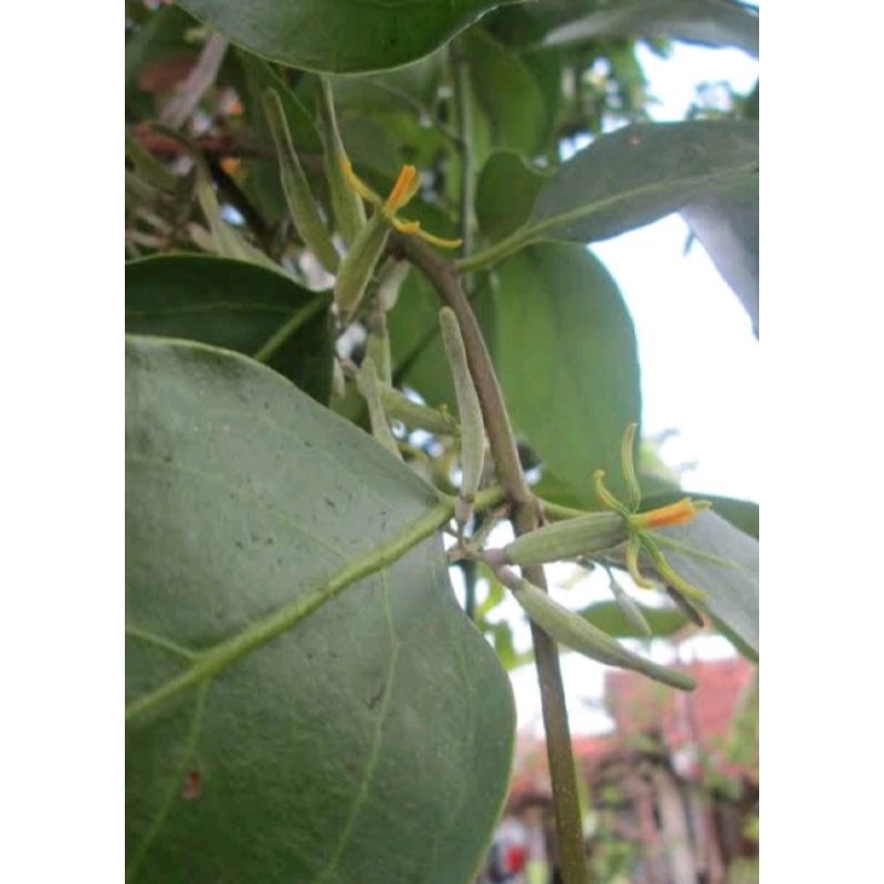 

BENALU CENGKEH SEGAR HERBAL 500 GRAM