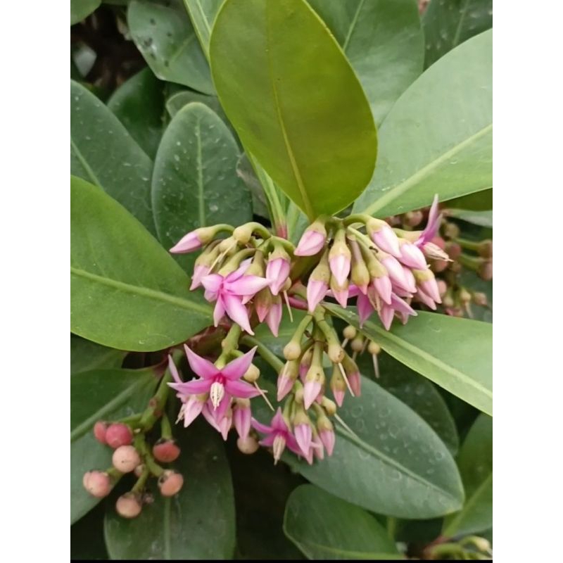Ardisia Elliptica