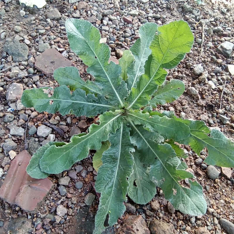 

Daun Herbal Tapak Liman Alami 250 gram - Jamu Daun tapak liman segar