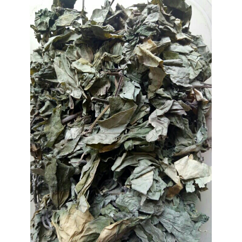 

Daun sirih karuk kering 100grm Piper sarmentosum