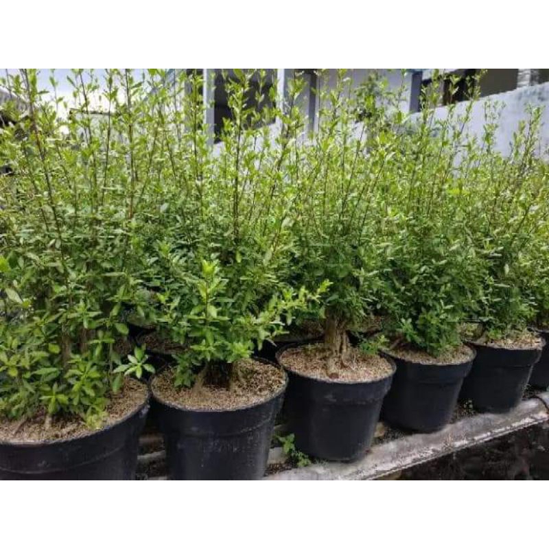 Bahan Bonsai Seribu Bintang Batang Besar