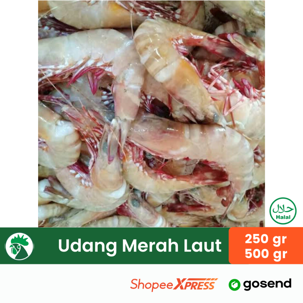 

Udang Kelong | Udang Merah Laut | Udang Laut Fresh Frozen