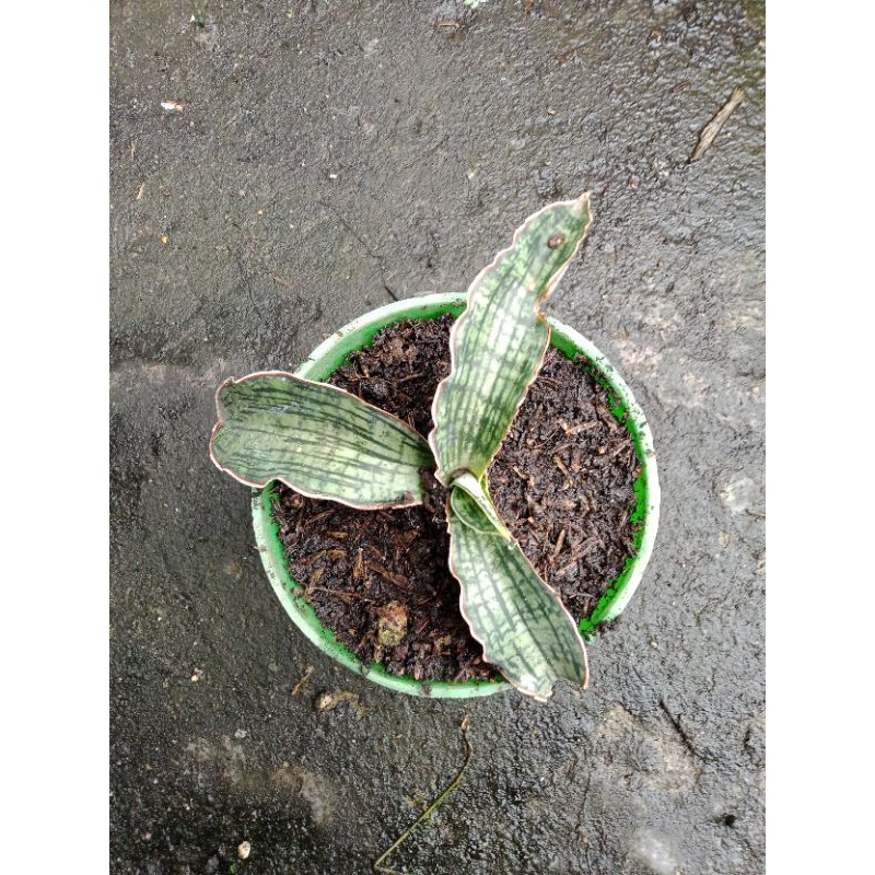 Sansivera Hybrid Cleopatra