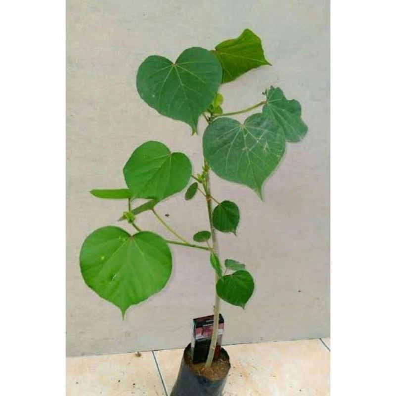 Bibit waru india cangkok 40-50cm