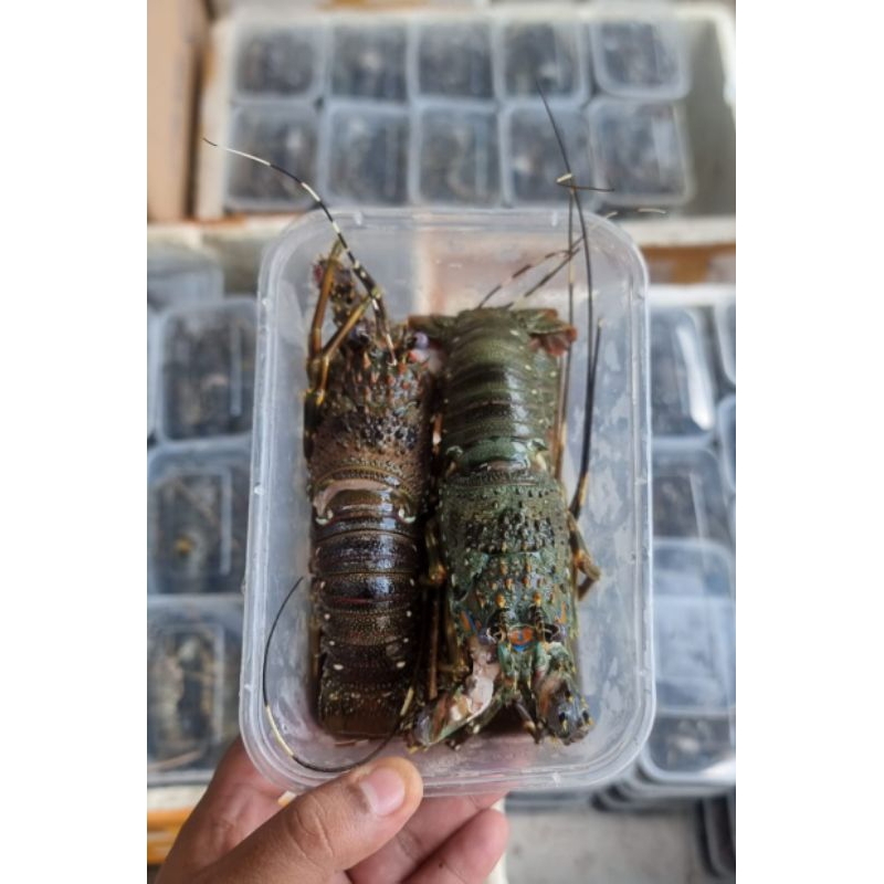 Lobster Udang K2 isi 4-6 500gr Udang Jumbo Udang Galah