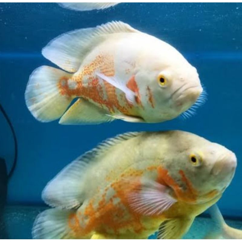 Oscar Tiger albino size 15  cm 4 jari