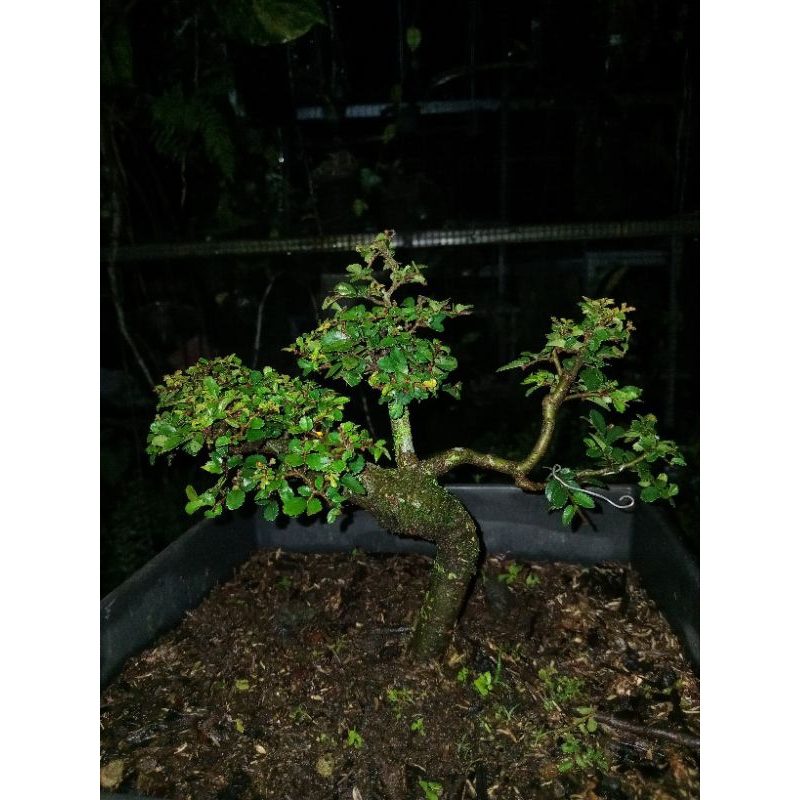 bonsai ulmus