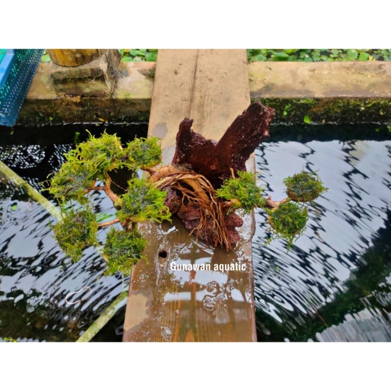 bonsai kayu rentek aquascape