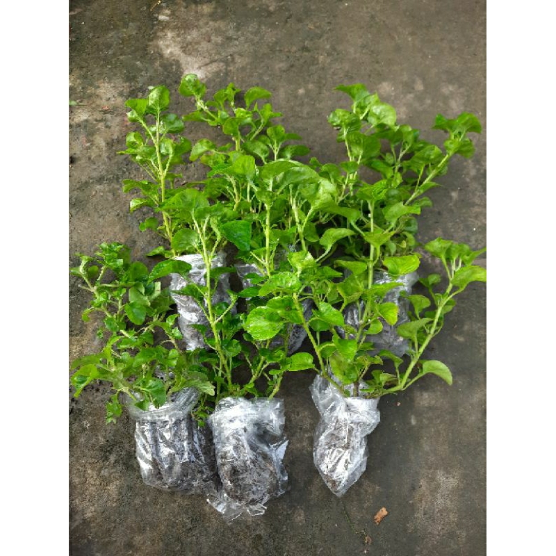 Bibit Bayam Brazil Organik Jumbo Bercabang