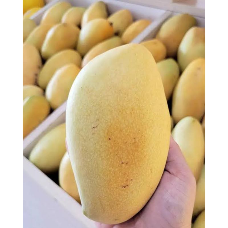 

BSM | TERMURAH Mangga Thailand 500gr - 1kg / Mangga Thailand Fresh / Mangga Thailand Manis