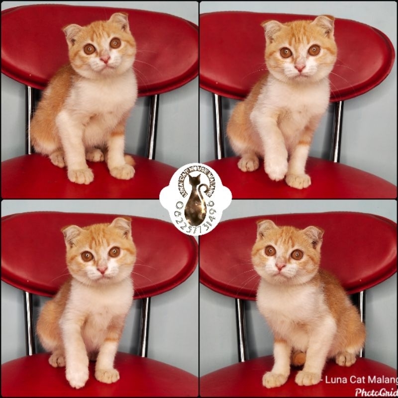 kucing scottish fold