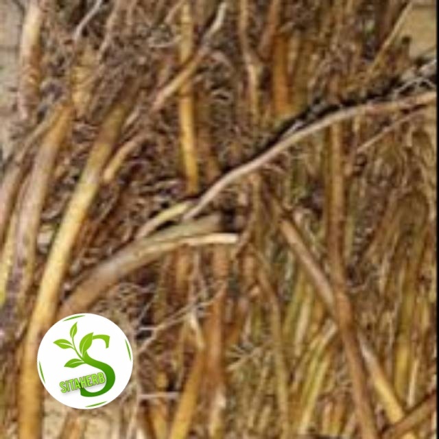 

akar bambu kuning segar bersih anti kanker