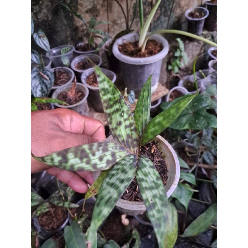 palem gunting sp kalimantan