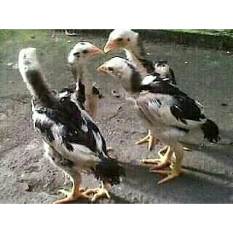 Anak Ayam bangkok super/usia 2bulan