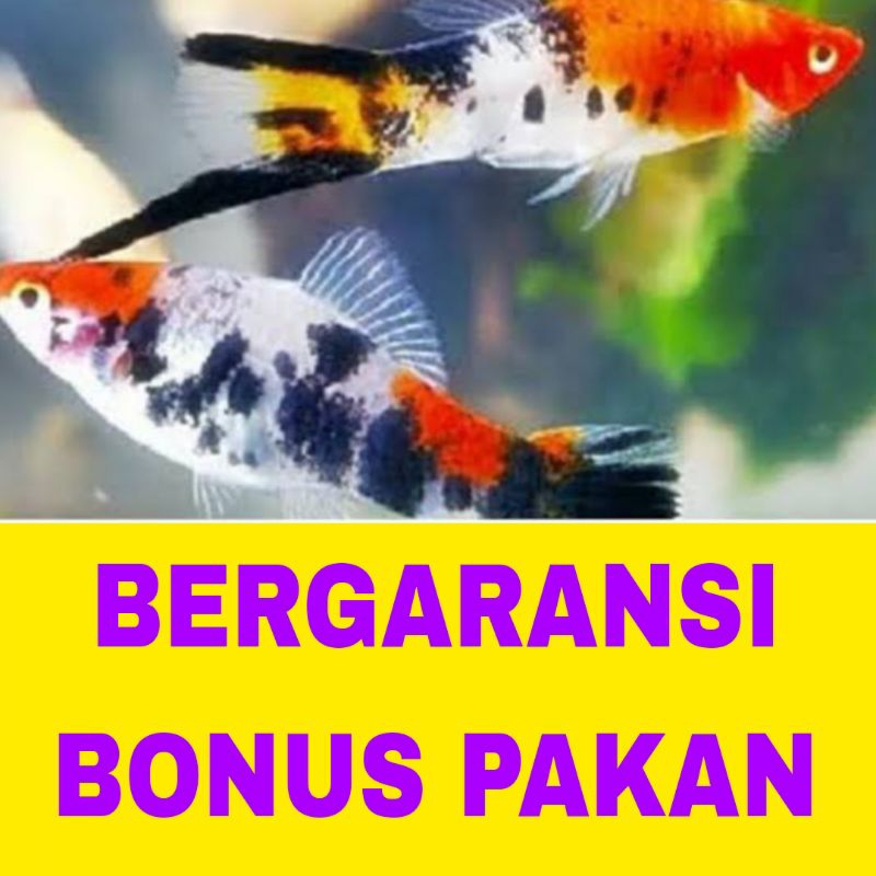 ikan hias platy sanke isi 10 bergaransi