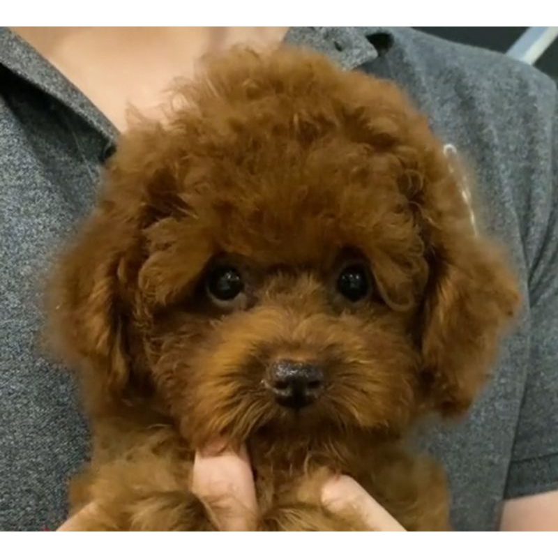 Red Toy Poodle