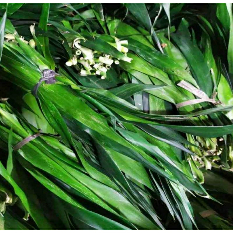 

daun suji seikat 30 lembar