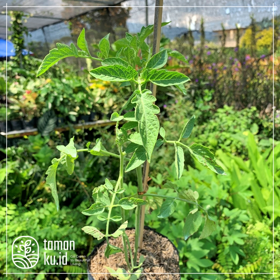Raflezia Bibit Tomat Tanaman Buah Tomat Hidup Siap Tanam