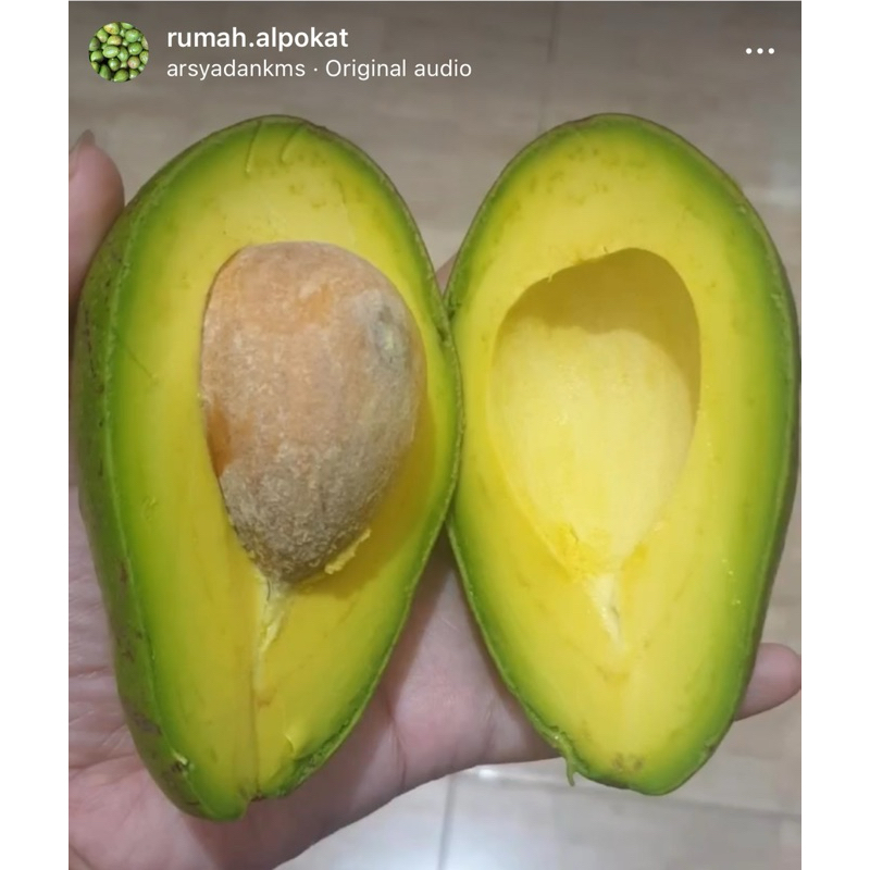 Alpukat Mentega Medan plus packing
