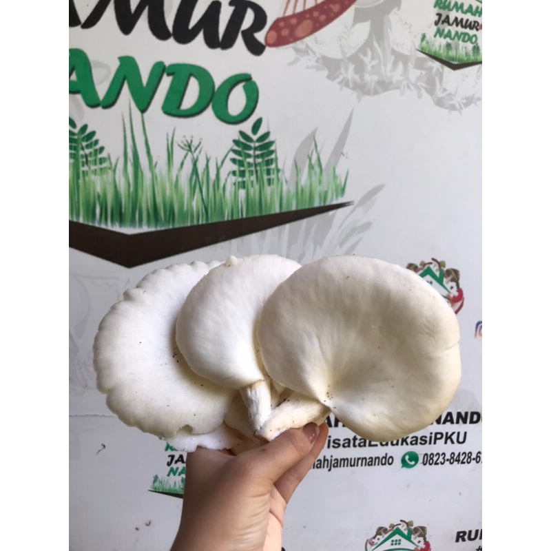 

Jamur tiram segar