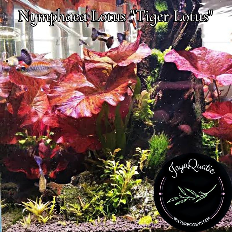 Tiger Lotus "Nymphaea Lotus" - Tanaman Aquascape Aquarium