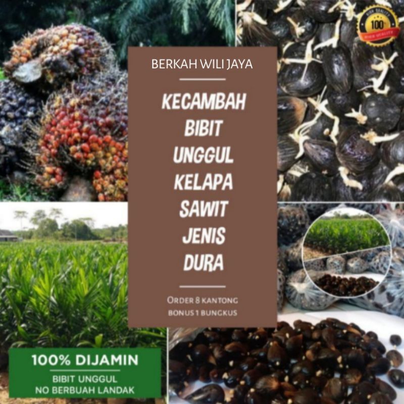 kecambah sawit dura super tanpa merek