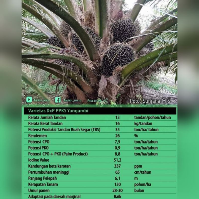 benih sawit DxP PPKS Yangambi unggul