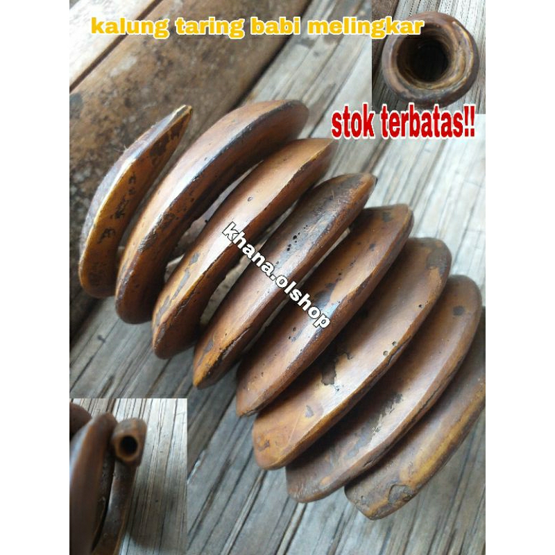 Kalung Pria Taring Babi Melingkar Replika