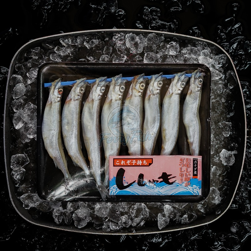

Shishamo Fish / Capelin Fish Premium Import