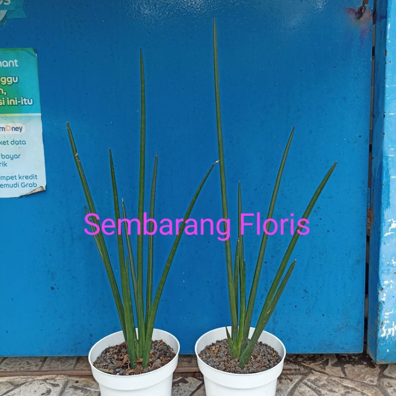 Sansevieria Cylindrica Erythreae Pencil/Sansevieria Pencil