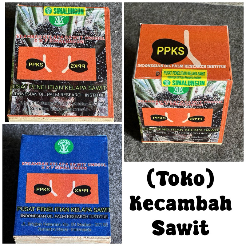 bibit sawit Ppks simalungun 250 butir