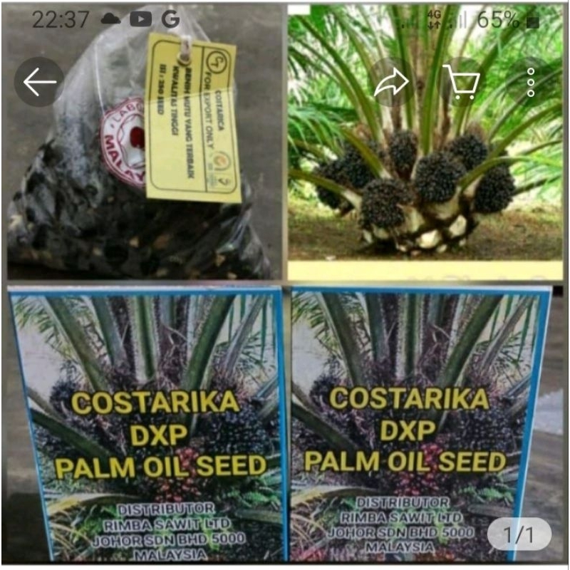 Bibit unggil kecambah sawit COSTARIKA