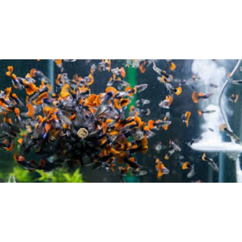 

ikan Guppy gupy murah meriah