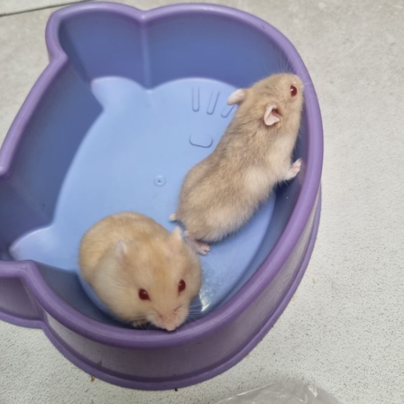 2 Ekor Hamster Winter White 1 Gold Jantan 1 Adente Betina