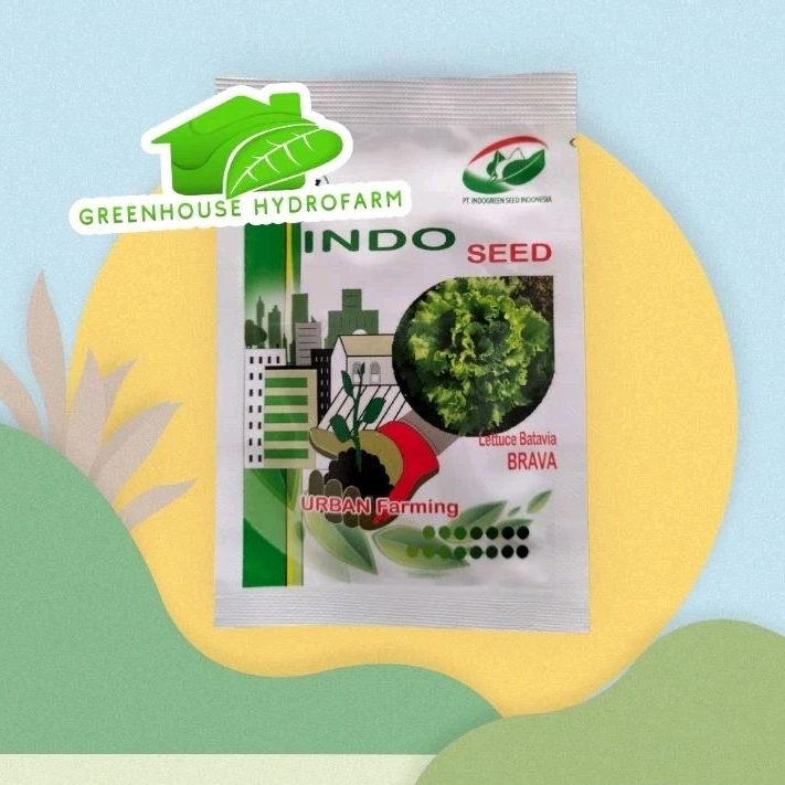 Benih Selada Batavia Brava Kemasan Asli 1 gram