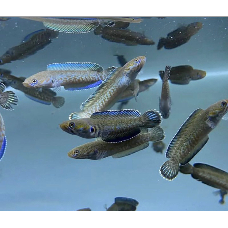 andrao baby ukuran 3-4 cm corak bagus makan pelet