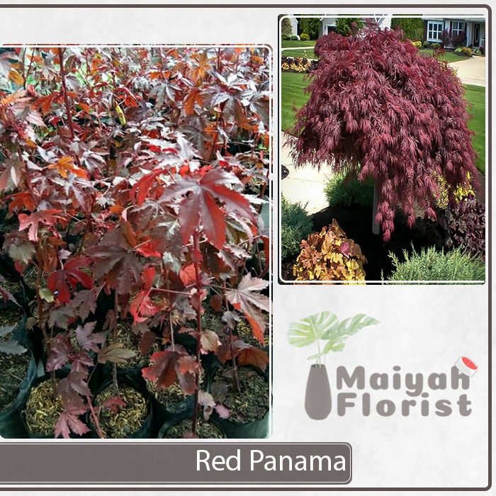 Tanaman Hidup Herbal Hibiscus Acetosella - Tanaman Herbal Red Panama - Red Maple - Cranberry hibiscu