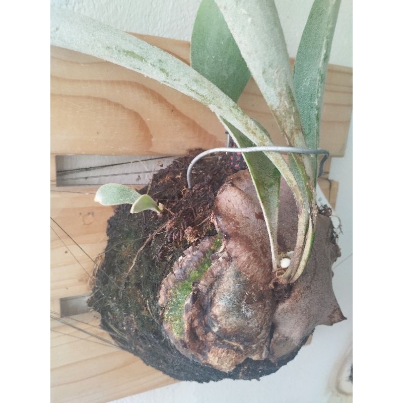 Platycerium Auburn River (baby)