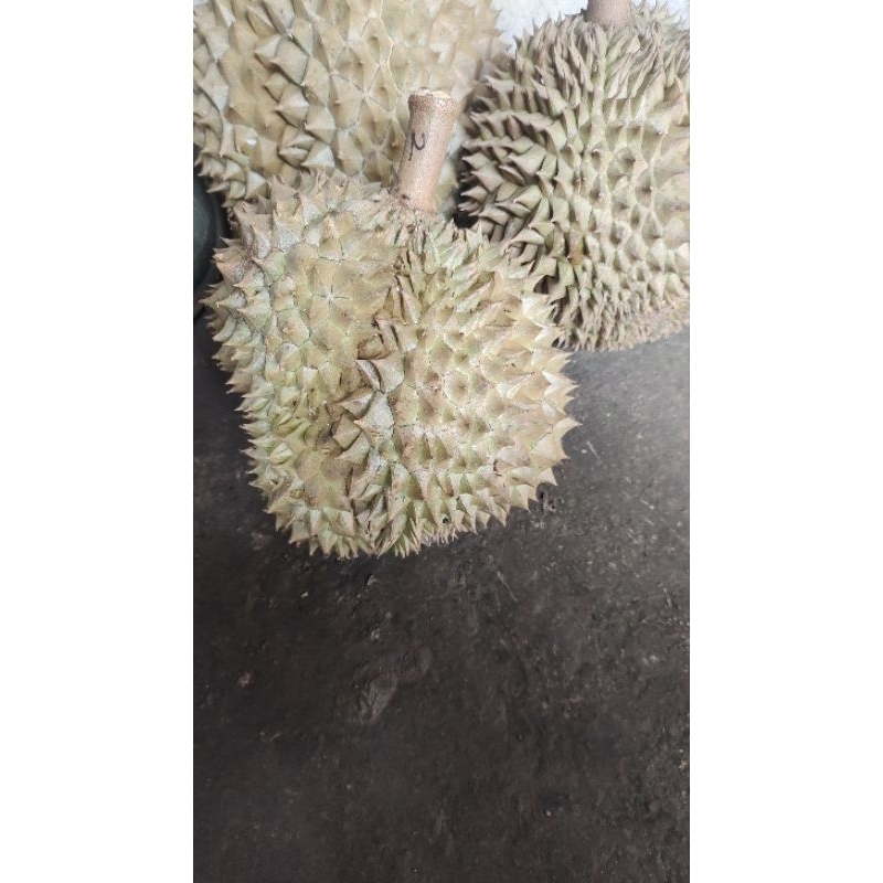 

durian montong utuh