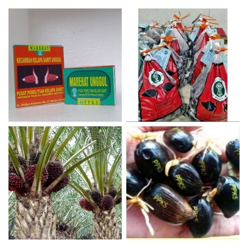 bibit benih kecambah sawit  marehat unggulan
