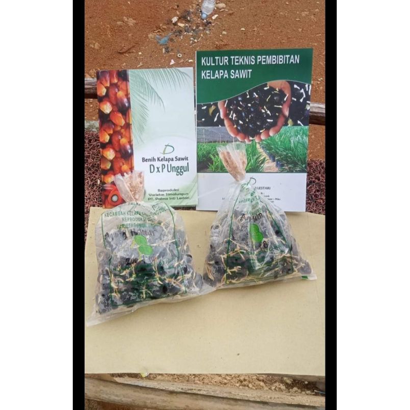 bibit kecambah sawit unggul DxP SIMALUNGUN