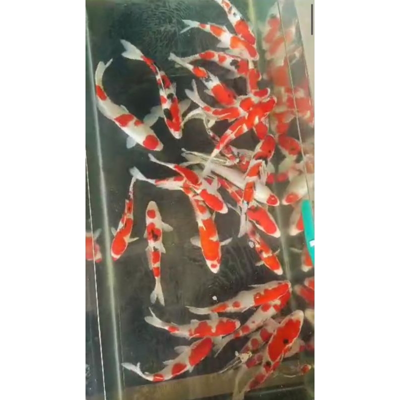 Hiasan kolam bibitKOI Paket mix