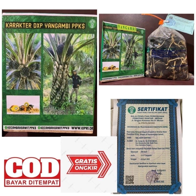 cod-beli 4+sertifikat bibit kecambah sawit DXP YANGAMBI super unggul