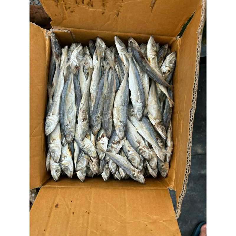 

Ikan asin bolocot kemasan 1 kg