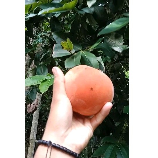 

Buah Mentega