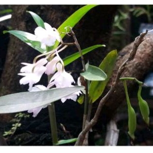 Anggrek dendrobium mutabile bunga putih wangi tanaman hias anggrek dendrobium asli
