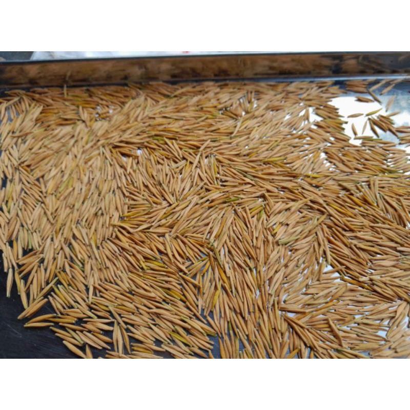 ANTING PUTRI biji anting putri siap semai 110biji bibit anting putri batang putih biji anput siap se