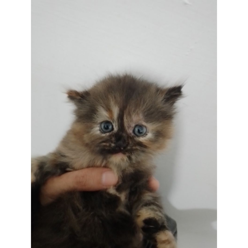 Kucing Persia Flatnose