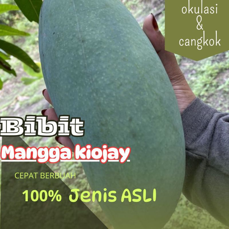 BIBIT MANGGA KIOJAY JUMBO